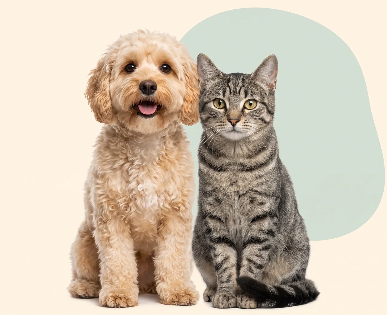 A cream cavoodle and a grey tabby cat sitting side by side